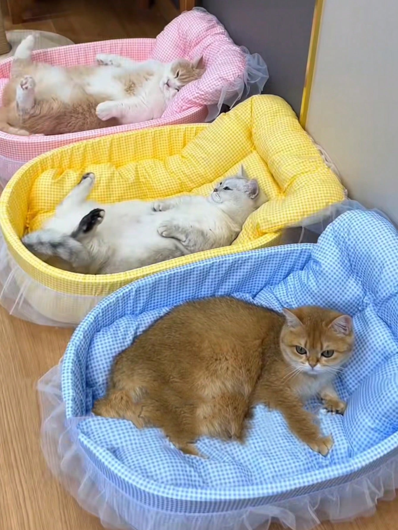 1pc Four Seasons Universal Cute Pet Bed, Cat Bed, Dog Bed, Suitable For Cats And Small Dogs Up To 6kg (Lace Color Is Shipped Randomly)