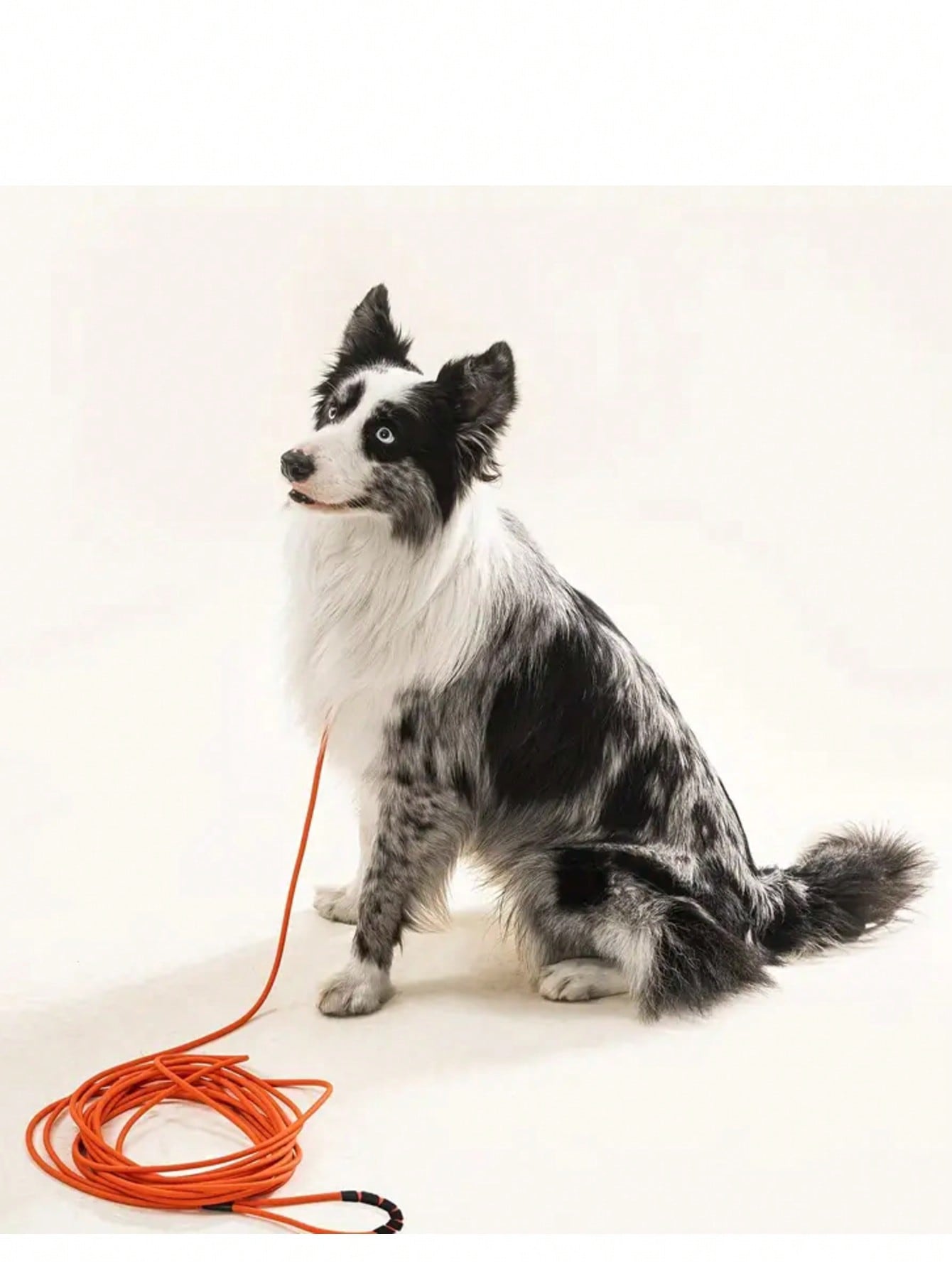 Long Leash Waterproof Training,Heavy Duty Recall Long Lead,Durable Outdoor Dog Leash 5FT 10FT 20FT 30FT Great For Training,Beach,Tie Out,Yard,Play,Camping